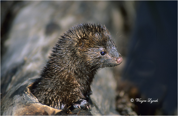 American Mink 105 by Dr. Wayne Lynch &copy;